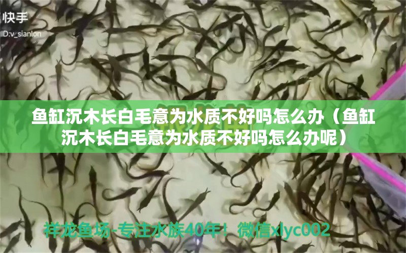 魚缸沉木長白毛意為水質(zhì)不好嗎怎么辦（魚缸沉木長白毛意為水質(zhì)不好嗎怎么辦呢） 其他品牌魚缸