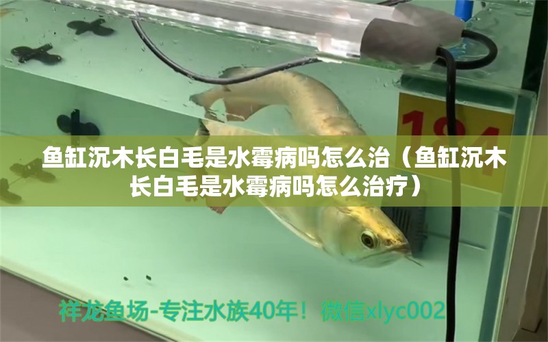 魚缸沉木長(zhǎng)白毛是水霉病嗎怎么治（魚缸沉木長(zhǎng)白毛是水霉病嗎怎么治療） 其他品牌魚缸