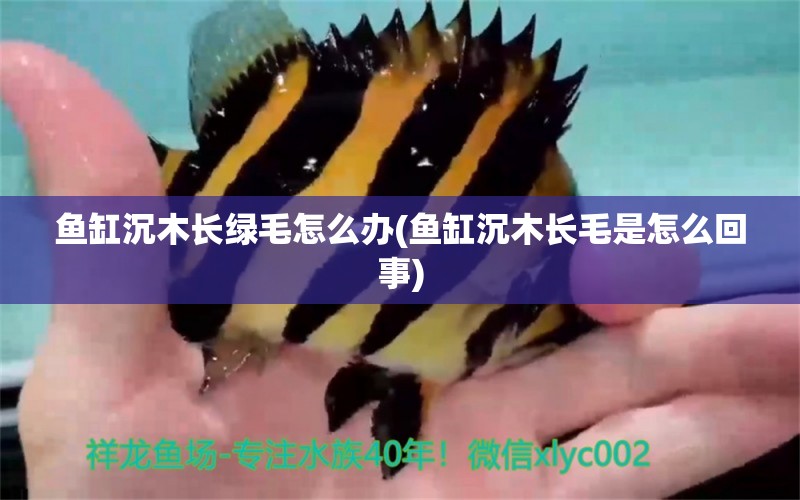 魚(yú)缸沉木長(zhǎng)綠毛怎么辦(魚(yú)缸沉木長(zhǎng)毛是怎么回事) 斑馬鴨嘴魚(yú)