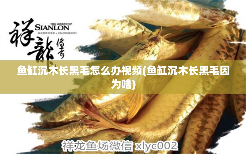 魚缸沉木長(zhǎng)黑毛怎么辦視頻(魚缸沉木長(zhǎng)黑毛因?yàn)樯? 紅頭利魚 第1張