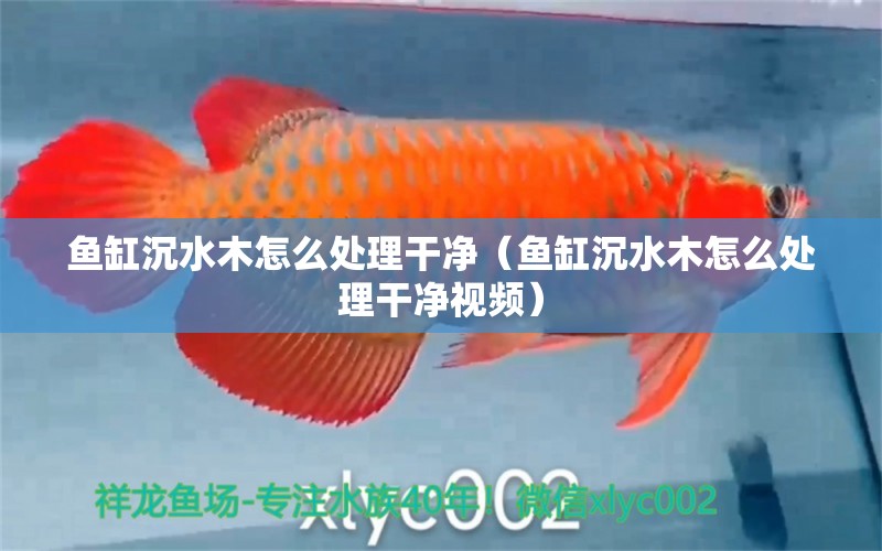 魚缸沉水木怎么處理干凈（魚缸沉水木怎么處理干凈視頻）