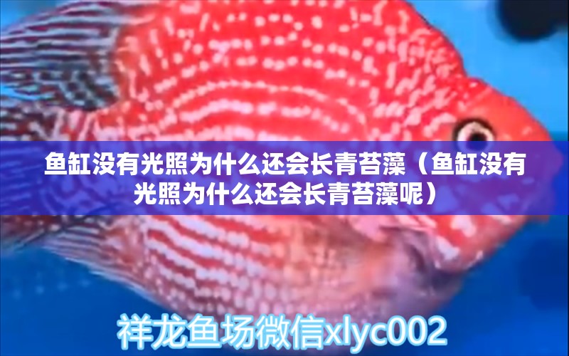 魚缸沒有光照為什么還會長青苔藻（魚缸沒有光照為什么還會長青苔藻呢）