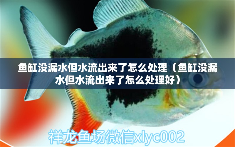 魚缸沒漏水但水流出來了怎么處理（魚缸沒漏水但水流出來了怎么處理好） 祥龍水族醫(yī)院