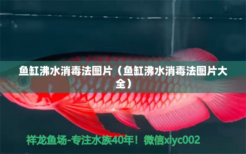 魚缸沸水消毒法圖片（魚缸沸水消毒法圖片大全） 祥龍水族醫(yī)院