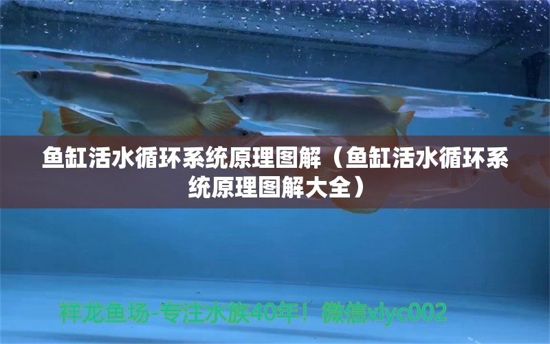 魚缸活水循環(huán)系統(tǒng)原理圖解（魚缸活水循環(huán)系統(tǒng)原理圖解大全） 其他品牌魚缸