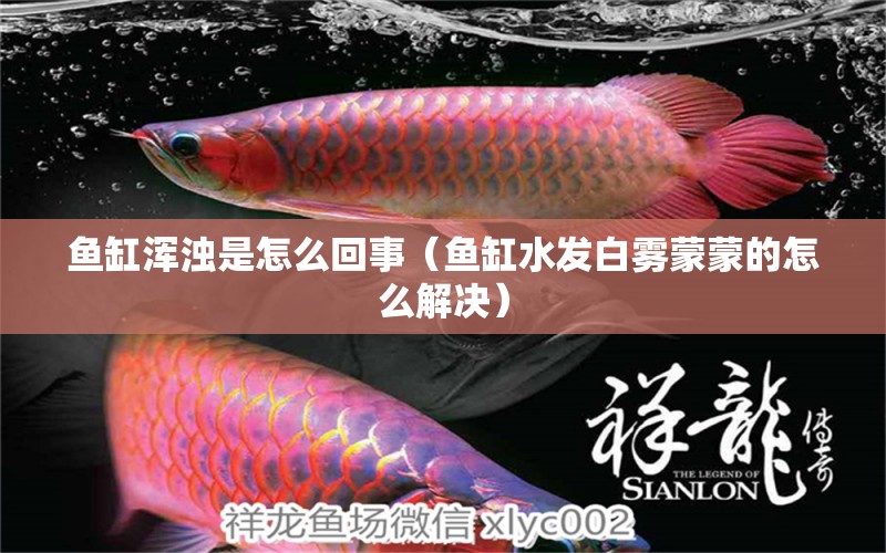 魚(yú)缸渾濁是怎么回事（魚(yú)缸水發(fā)白霧蒙蒙的怎么解決） 祥龍水族醫(yī)院