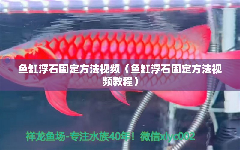 魚缸浮石固定方法視頻（魚缸浮石固定方法視頻教程） 觀賞魚市場（混養(yǎng)魚）