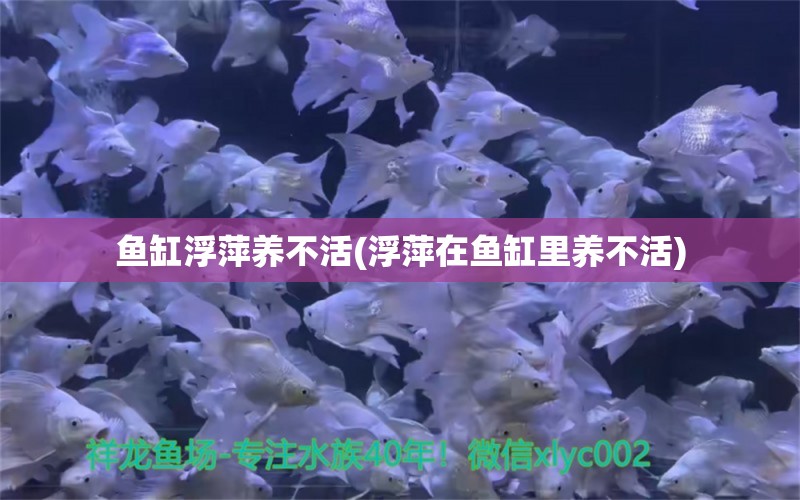 魚(yú)缸浮萍養(yǎng)不活(浮萍在魚(yú)缸里養(yǎng)不活) 龍鳳鯉魚(yú) 第1張