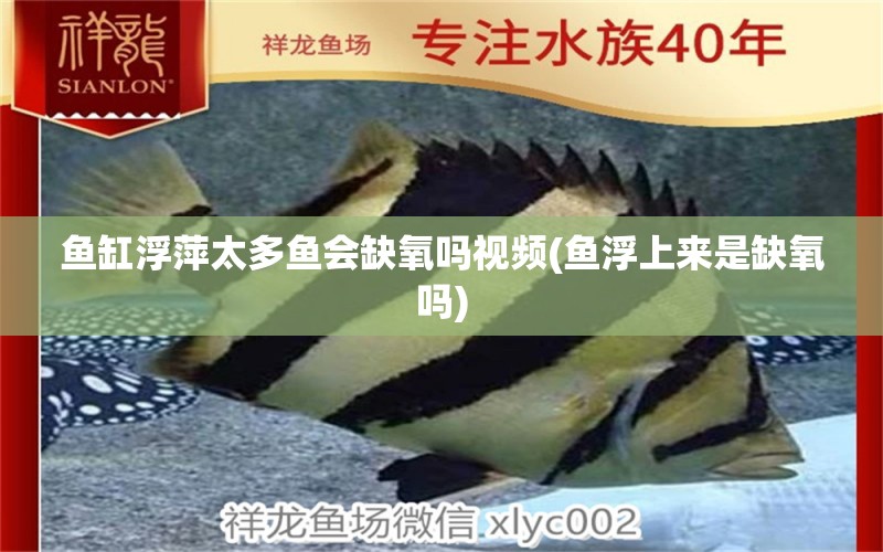 魚(yú)缸浮萍太多魚(yú)會(huì)缺氧嗎視頻(魚(yú)浮上來(lái)是缺氧嗎) 養(yǎng)魚(yú)知識(shí) 第2張