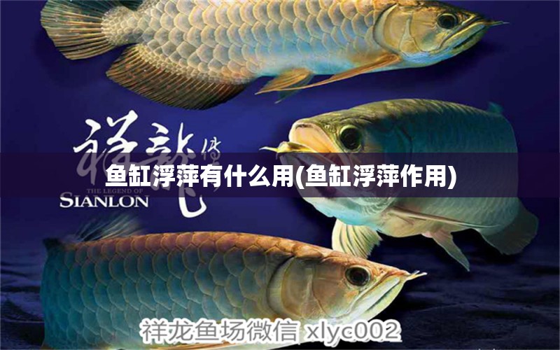 魚缸浮萍有什么用(魚缸浮萍作用) 黑云魚