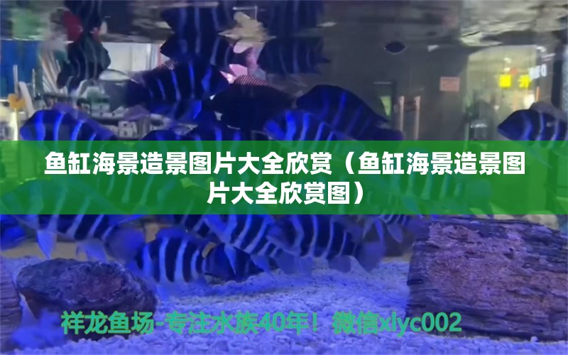 魚缸海景造景圖片大全欣賞（魚缸海景造景圖片大全欣賞圖）