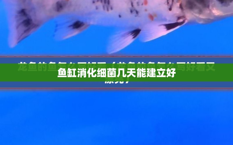 魚缸消化細菌幾天能建立好 水族問答