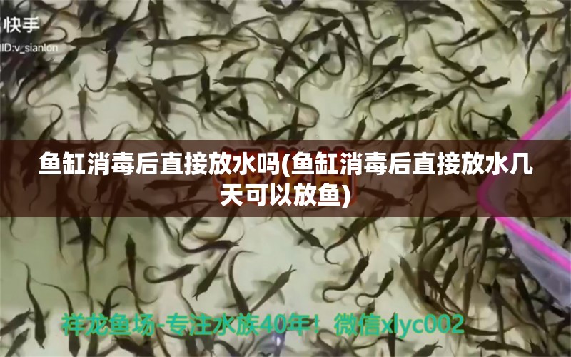 魚缸消毒后直接放水嗎(魚缸消毒后直接放水幾天可以放魚) 羅漢魚