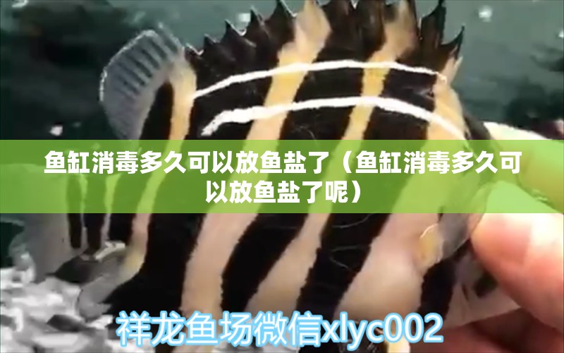 魚缸消毒多久可以放魚鹽了（魚缸消毒多久可以放魚鹽了呢）