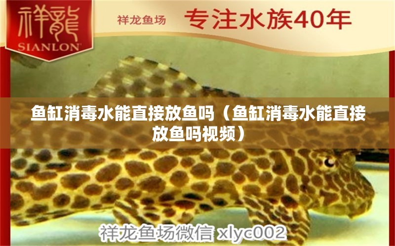 魚缸消毒水能直接放魚嗎（魚缸消毒水能直接放魚嗎視頻） 薩伊藍(lán)魚