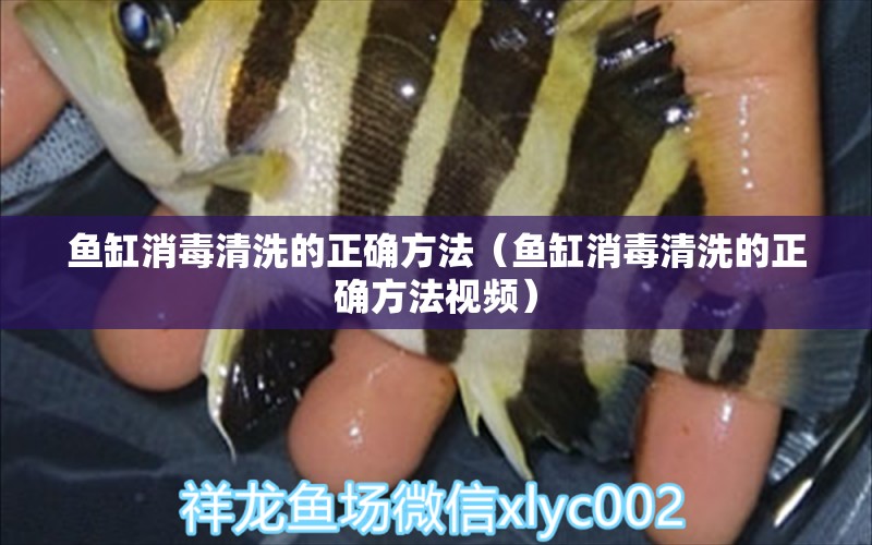 魚缸消毒清洗的正確方法（魚缸消毒清洗的正確方法視頻） 喂食器