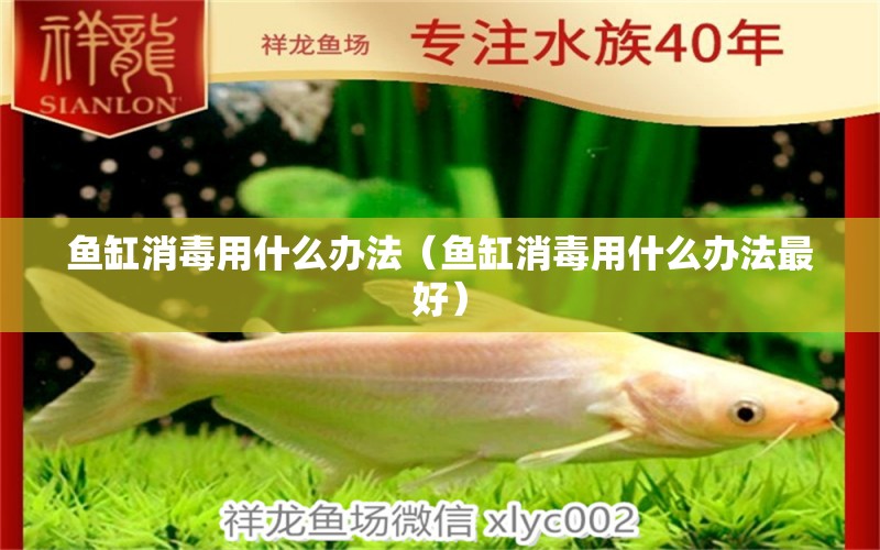 魚缸消毒用什么辦法（魚缸消毒用什么辦法最好） 杰西卡恐龍魚