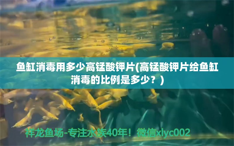 魚缸消毒用多少高錳酸鉀片(高錳酸鉀片給魚缸消毒的比例是多少？) 過背金龍魚