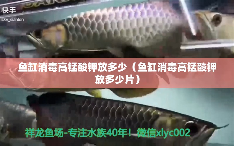 魚缸消毒高錳酸鉀放多少（魚缸消毒高錳酸鉀放多少片） 廣州觀賞魚批發(fā)市場