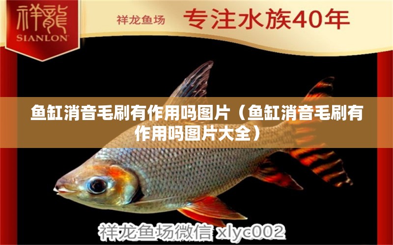 魚缸消音毛刷有作用嗎圖片（魚缸消音毛刷有作用嗎圖片大全）