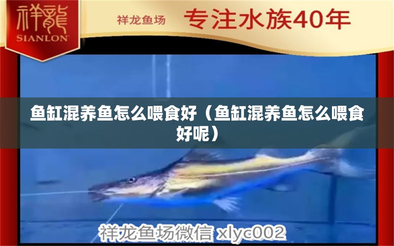 魚(yú)缸混養(yǎng)魚(yú)怎么喂食好（魚(yú)缸混養(yǎng)魚(yú)怎么喂食好呢）