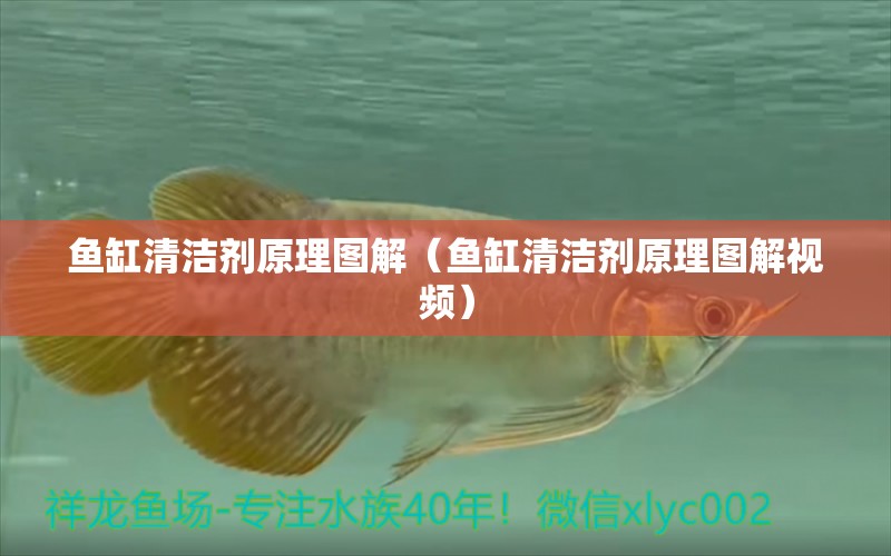 魚缸清潔劑原理圖解（魚缸清潔劑原理圖解視頻）