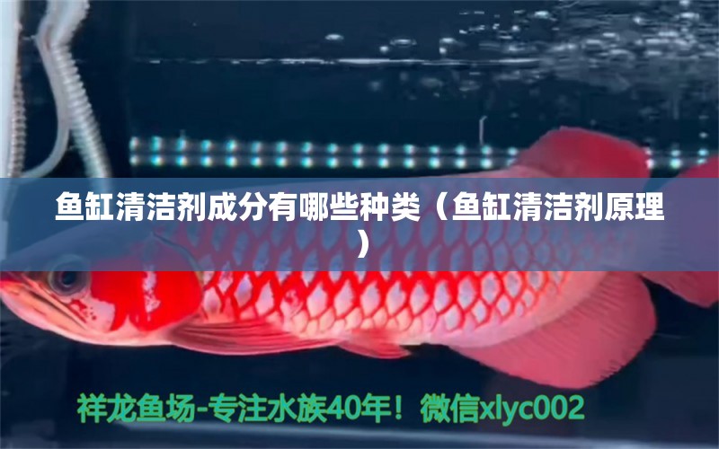 魚缸清潔劑成分有哪些種類（魚缸清潔劑原理）