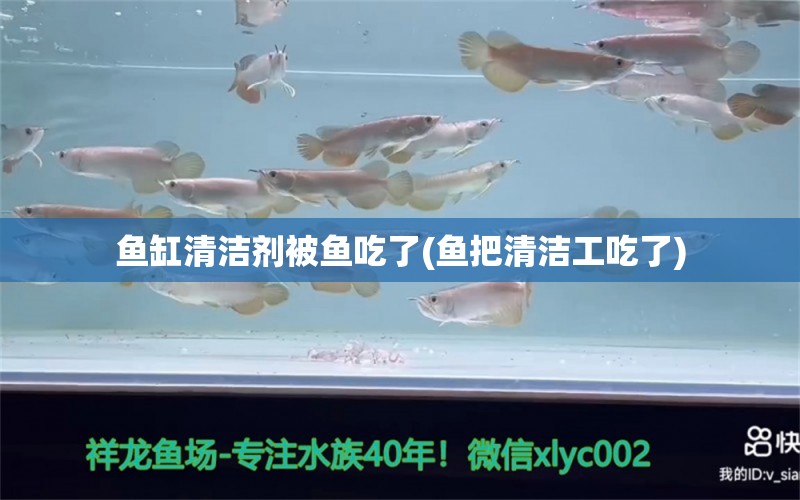 魚缸清潔劑被魚吃了(魚把清潔工吃了) 養(yǎng)魚知識(shí)