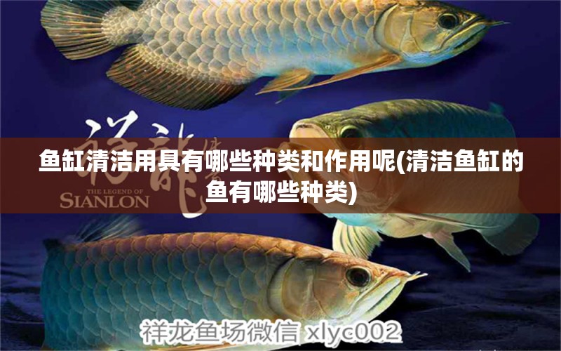 魚缸清潔用具有哪些種類和作用呢(清潔魚缸的魚有哪些種類) 野彩魚