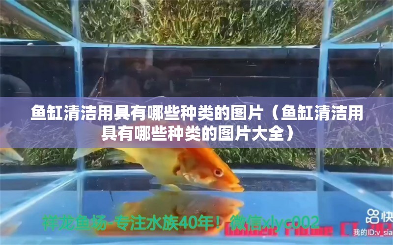 魚缸清潔用具有哪些種類的圖片（魚缸清潔用具有哪些種類的圖片大全）