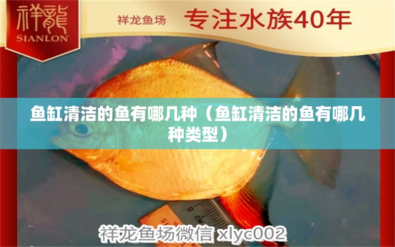 魚(yú)缸清潔的魚(yú)有哪幾種（魚(yú)缸清潔的魚(yú)有哪幾種類型）