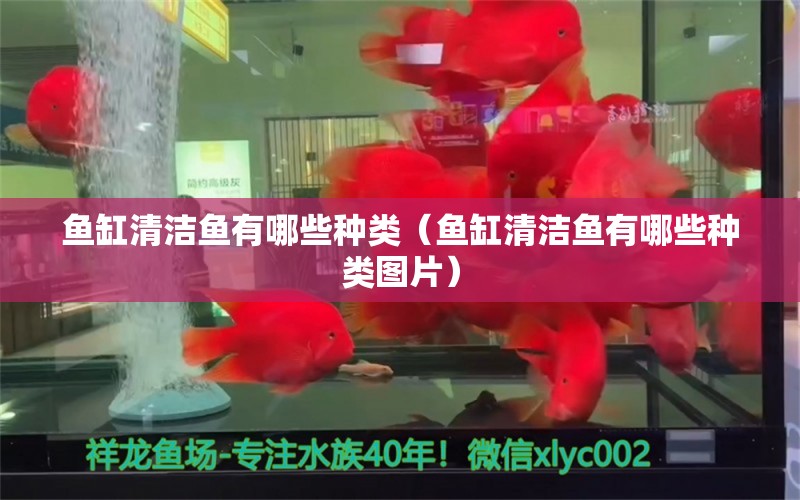 魚缸清潔魚有哪些種類（魚缸清潔魚有哪些種類圖片）