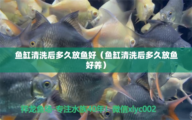 魚(yú)缸清洗后多久放魚(yú)好（魚(yú)缸清洗后多久放魚(yú)好養(yǎng)）