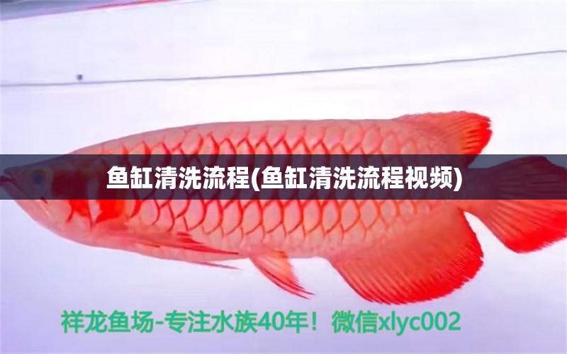 魚缸清洗流程(魚缸清洗流程視頻) 巨骨舌魚