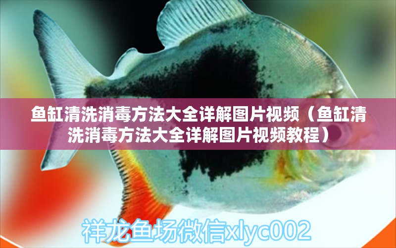 魚缸清洗消毒方法大全詳解圖片視頻（魚缸清洗消毒方法大全詳解圖片視頻教程）