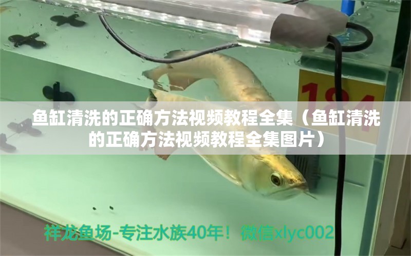 魚(yú)缸清洗的正確方法視頻教程全集（魚(yú)缸清洗的正確方法視頻教程全集圖片） 青龍魚(yú)