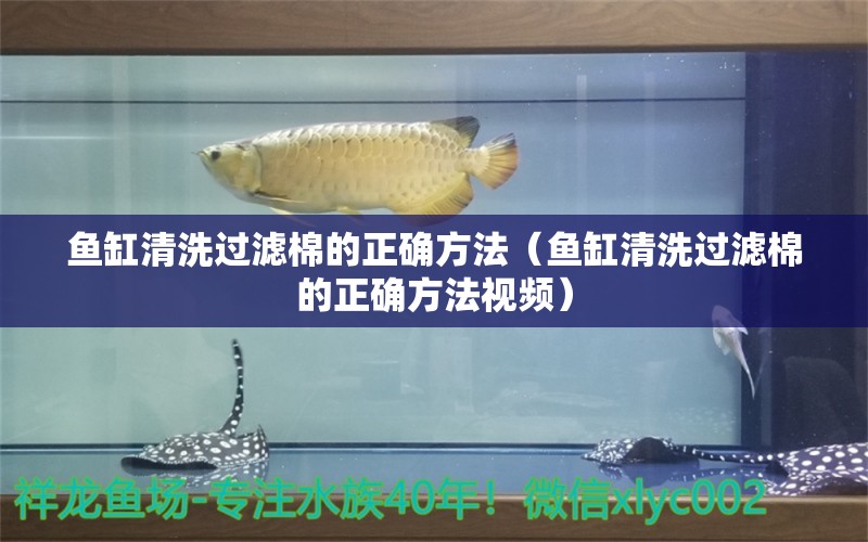 魚缸清洗過(guò)濾棉的正確方法（魚缸清洗過(guò)濾棉的正確方法視頻）