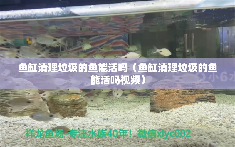 魚缸清理垃圾的魚能活嗎（魚缸清理垃圾的魚能活嗎視頻） 祥龍水族醫(yī)院