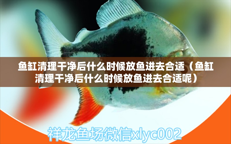 魚(yú)缸清理干凈后什么時(shí)候放魚(yú)進(jìn)去合適（魚(yú)缸清理干凈后什么時(shí)候放魚(yú)進(jìn)去合適呢）