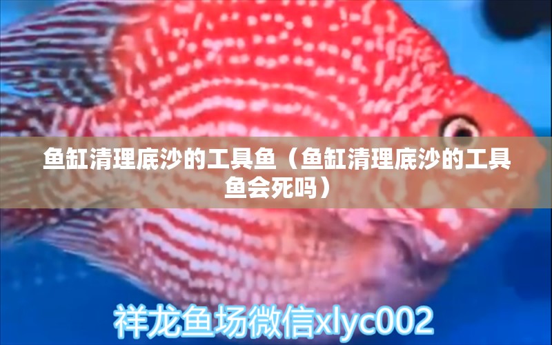 魚缸清理底沙的工具魚（魚缸清理底沙的工具魚會死嗎）