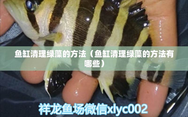 魚缸清理綠藻的方法（魚缸清理綠藻的方法有哪些）