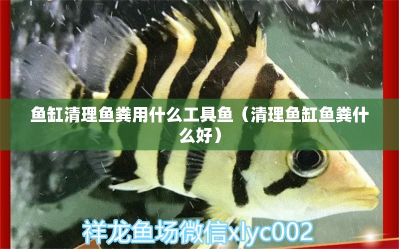 魚缸清理魚糞用什么工具魚（清理魚缸魚糞什么好）