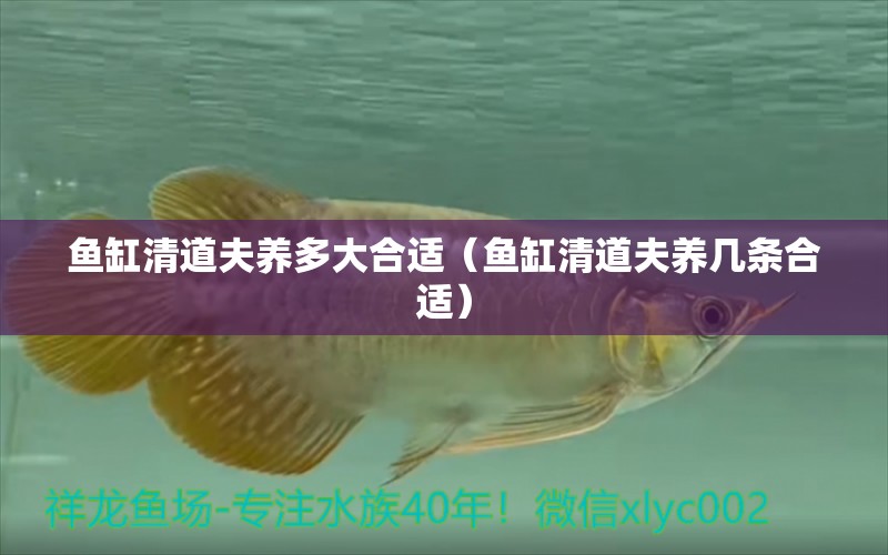 魚缸清道夫養(yǎng)多大合適（魚缸清道夫養(yǎng)幾條合適）