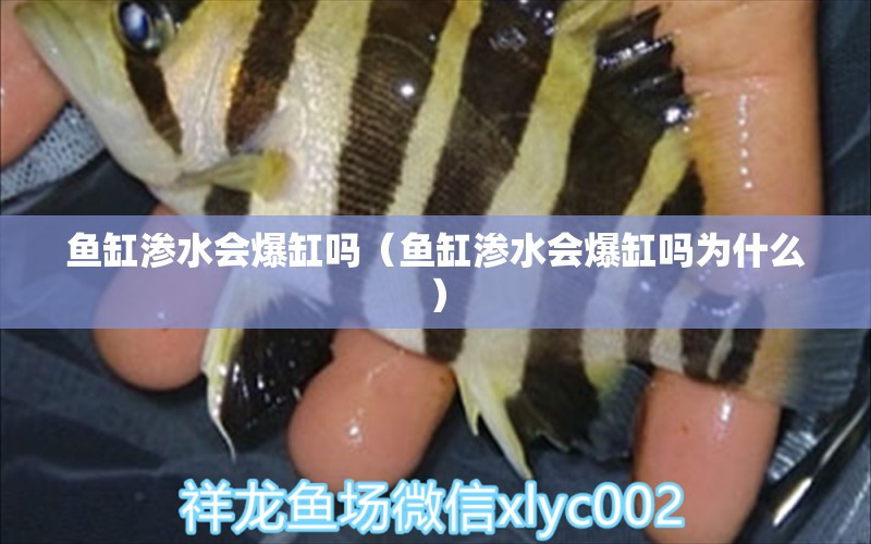 魚缸滲水會爆缸嗎（魚缸滲水會爆缸嗎為什么）