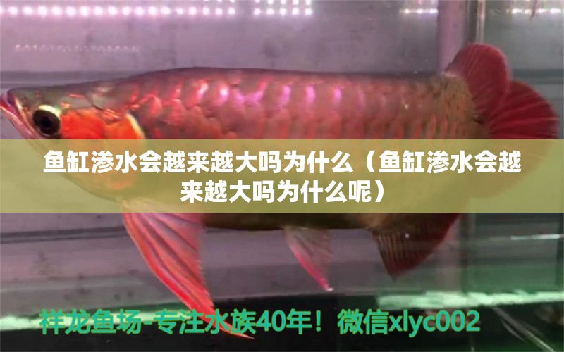 魚缸滲水會越來越大嗎為什么（魚缸滲水會越來越大嗎為什么呢） 祥龍魚場