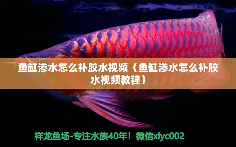 魚缸滲水怎么補(bǔ)膠水視頻（魚缸滲水怎么補(bǔ)膠水視頻教程）