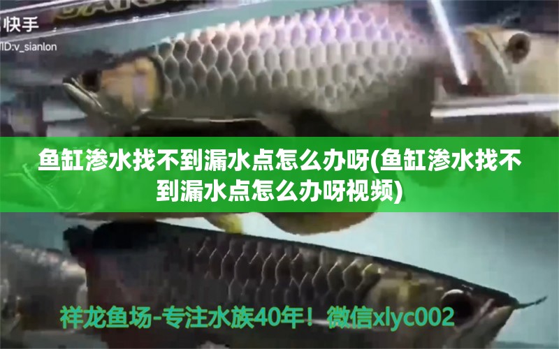 魚缸滲水找不到漏水點怎么辦呀(魚缸滲水找不到漏水點怎么辦呀視頻) 進口元寶鳳凰魚 第1張