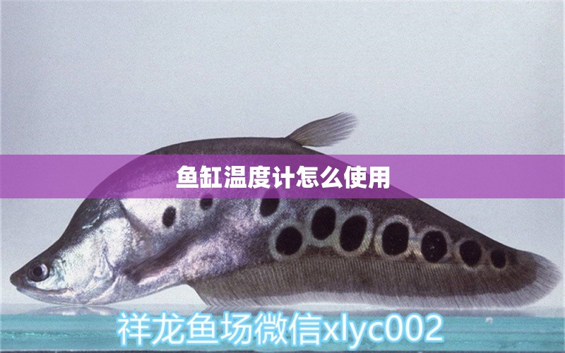 魚缸溫度計(jì)怎么使用 祥龍魚場