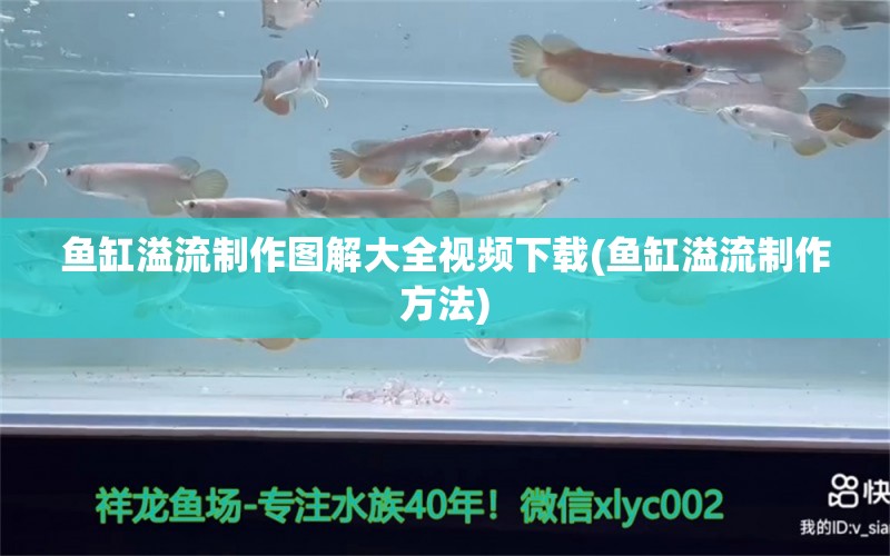 魚缸溢流制作圖解大全視頻下載(魚缸溢流制作方法) 龍魚批發(fā)