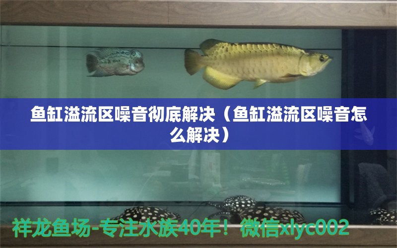 魚缸溢流區(qū)噪音徹底解決（魚缸溢流區(qū)噪音怎么解決）